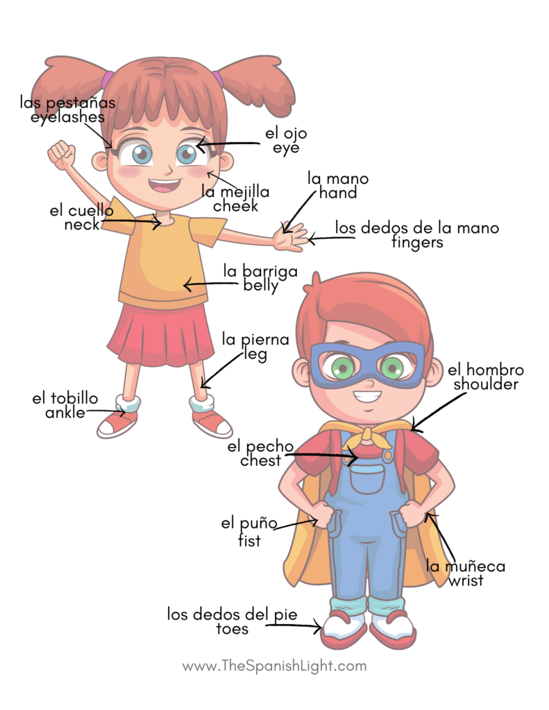 body parts in Spanish